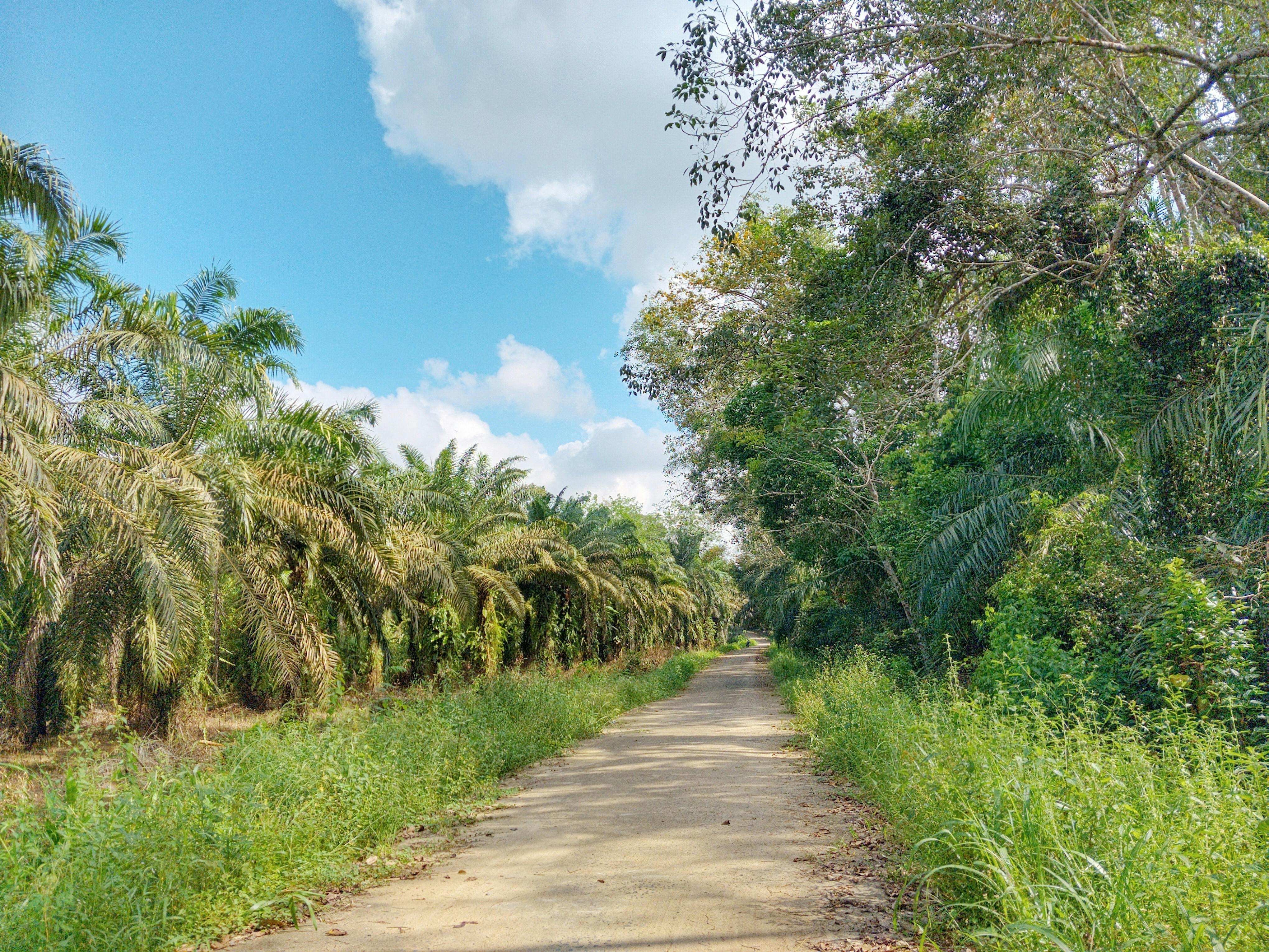 JASA PENUNJANG PERKEBUNAN